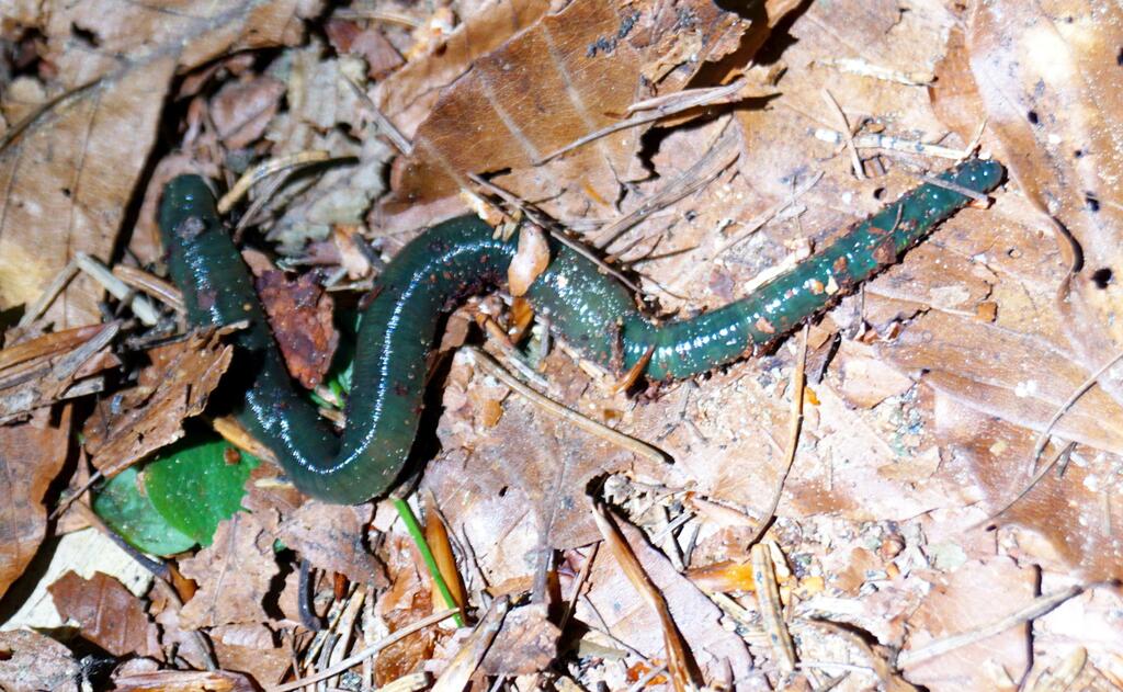 Smaragdgrüner Regenwurm © Naturpark Zillertaler Alpen / Wolfgang Bacher Smaragdgrüner Regenwurm