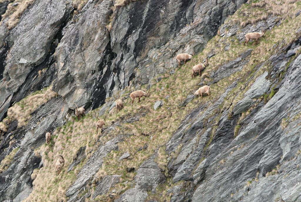 Schon einmal brachten ein Klimawandel und menschlicher Feuereifer den Steinbock an den Rand der Auslöschung: Beispielsweise brachten Wilderei, Fangjagden (für einen missglückten Ansiedlungsversuch im Tennengebirge) und der schneereiche »Jahrtausendwinters« 1708/1709 das letzte Vorkommen im Zillertal zum Erlöschen. © NPHT/Gunther Greßmann Rudel männlicher Steinböcke