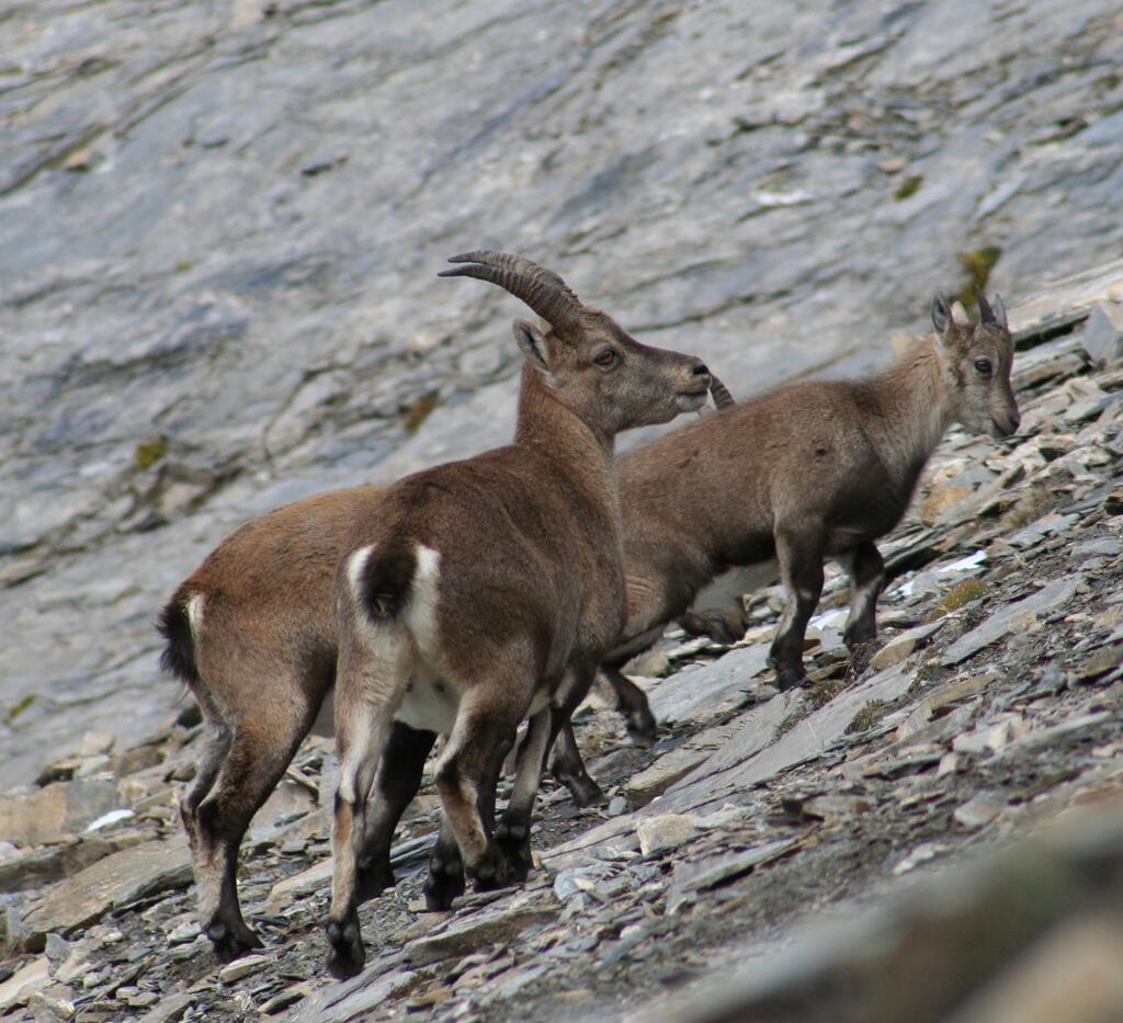 Im Nationalpark Hohe Tauern wurden zuletzt Steinwildgeißen besendert. Über einen langen Zeitraum soll beobachtet werden, ob und wie sich die Aufenthaltsgebiete der Tiere ändern. © NPHT/Gunther Greßmann Steinwildgeißen im Nationalpark Hohe Tauern