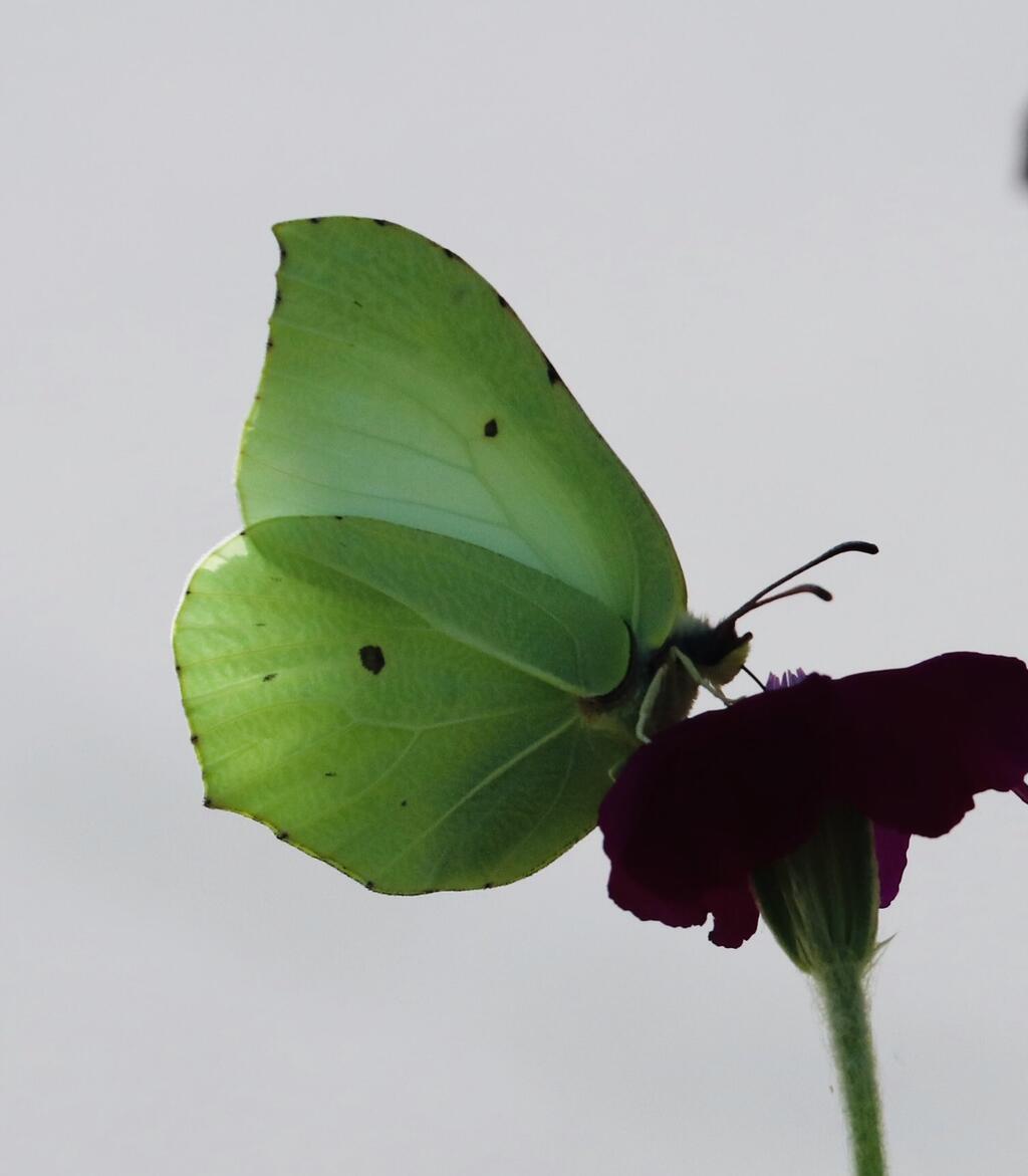 Gewinnerfoto von einem Zitronenfalter © El Fuchs Zitronenfalter
