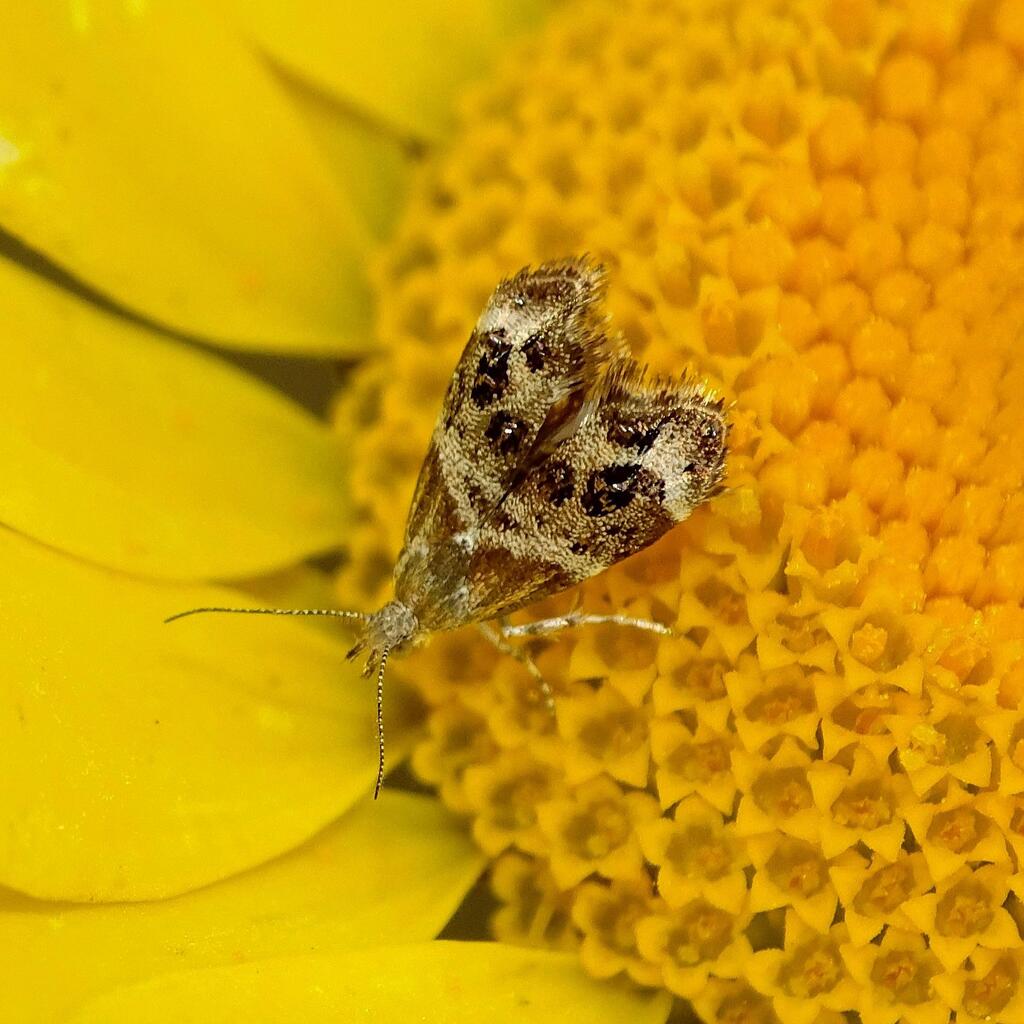 Erstfund Perlkörbchen Spreizflügelfalter © Sabine Gasparitz/Schmetterlingsapp Perlkörbchen Spreizflügelfalter