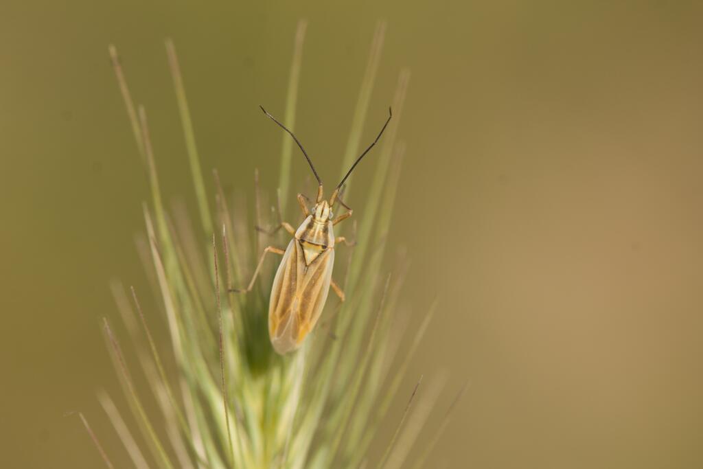 Östliche Grasweichwanze © Nikolam993, Acetropis carinata, CC BY-SA 4.0
Östliche Grasweichwanze