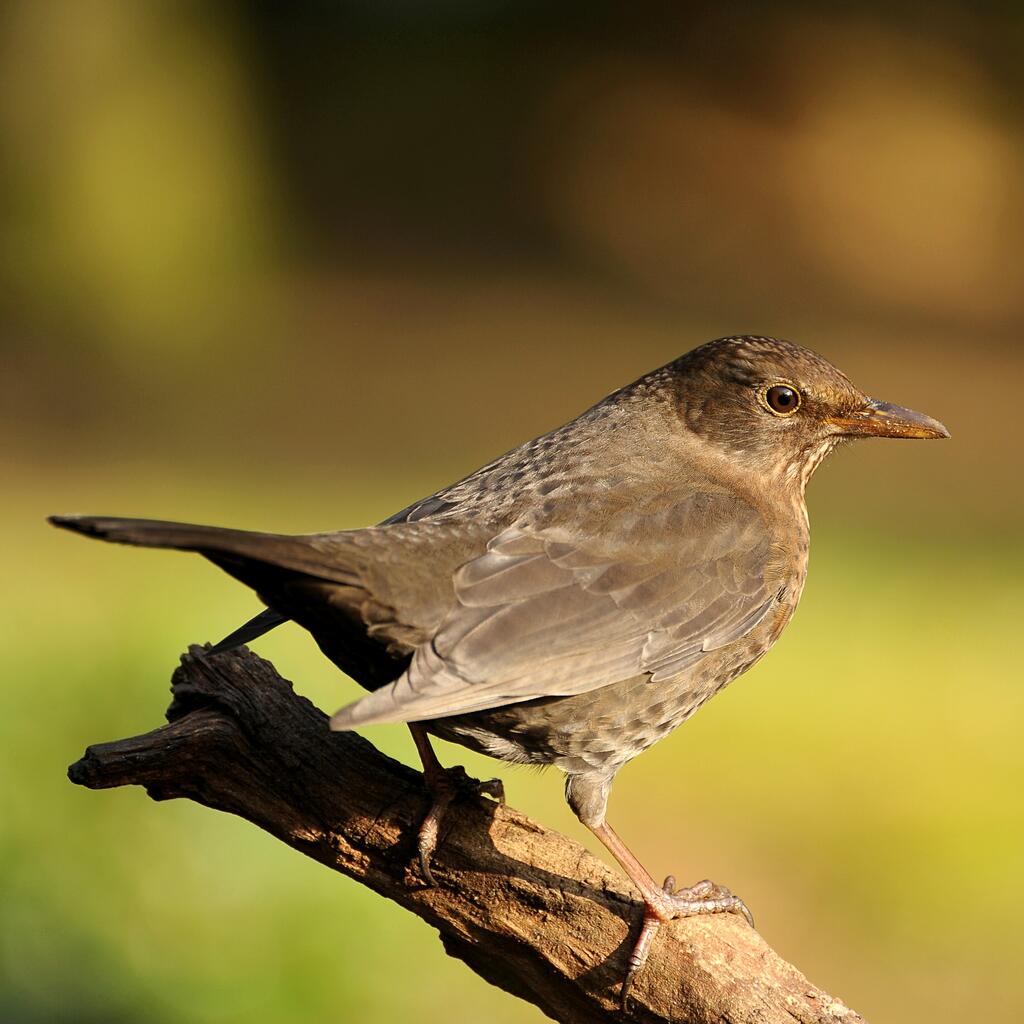 Amsel