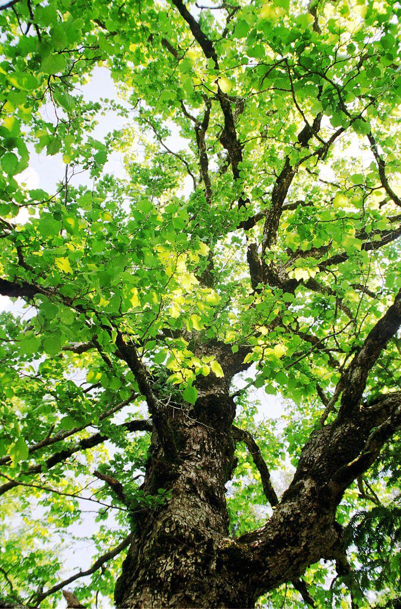 Baumhasel Corylus Collurna © Orjen, Corylus collurna2, CC BY-SA 3.0
Baumhasel Corylus Collurna