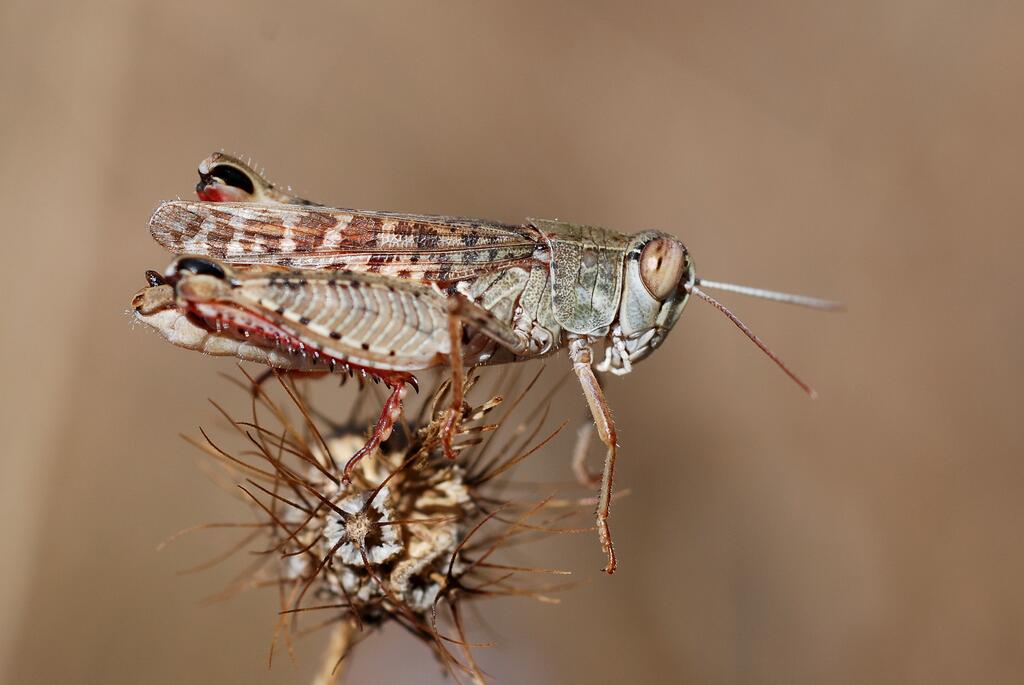 Italienische Schönschrecke © Gilles San Martin from Namur, Belgium, Calliptamus italicus male (5011948379), CC BY-SA 2.0
Italienische Schönschrecke