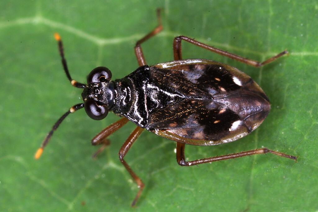 Chartoscirta elegantula