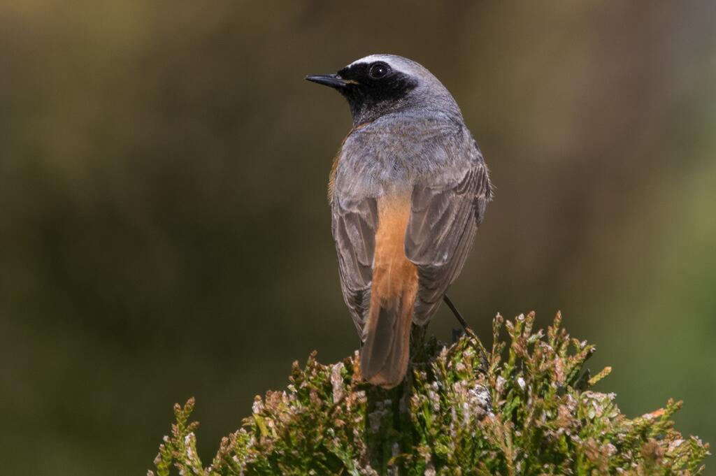 Gartenrotschwanz, Männchen © Hobbyfotowiki, Common Redstart (Phoenicurus phoenicurus), CC0 1.0
Gartenrotschwanz-Männchen