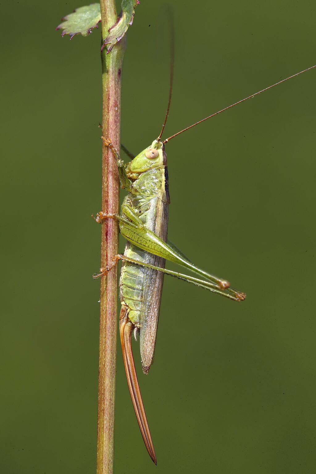 Conocephalus fuscus