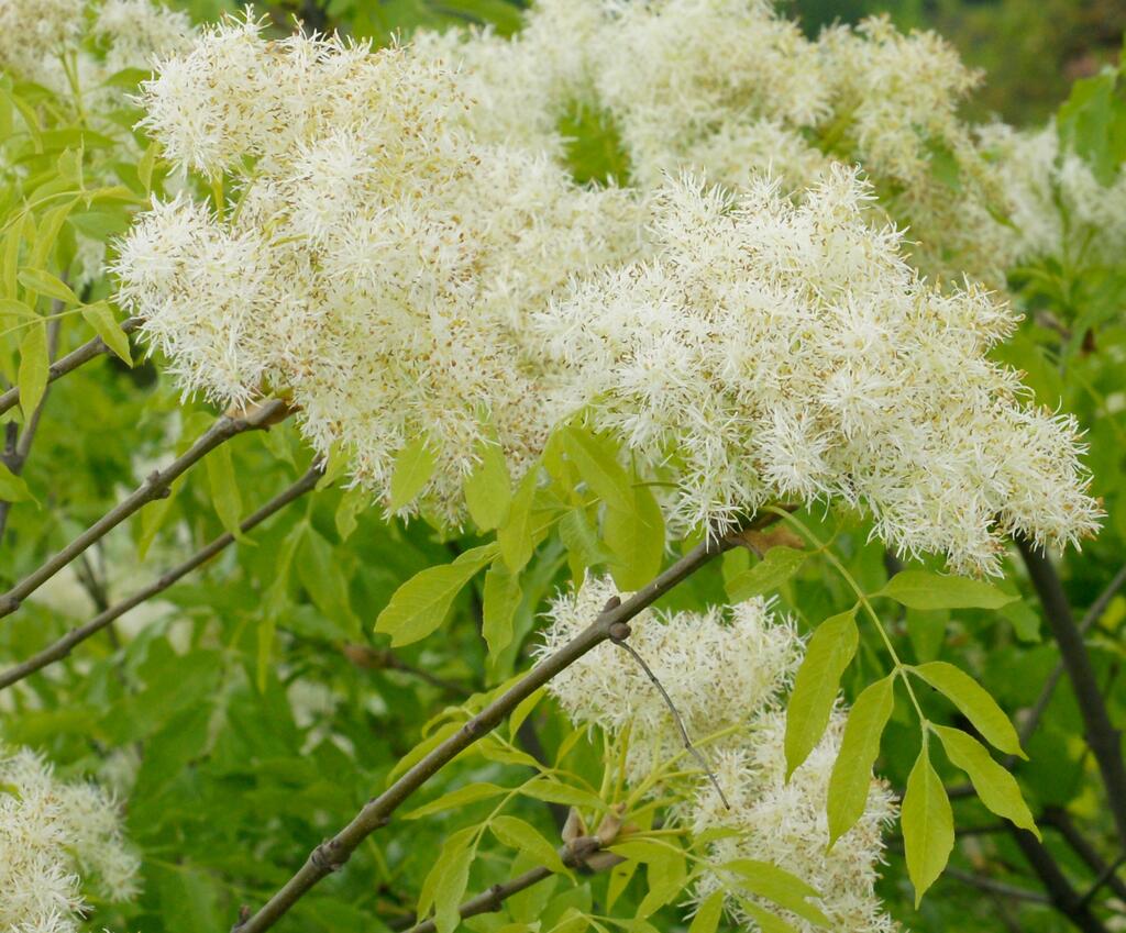Blumen-Esche (Fraxinus ornus), © Robert Flogaus-Faust, Fraxinus ornus 2 RF, CC BY 4.0
Blumen-Esche (Fraxinus ornus),