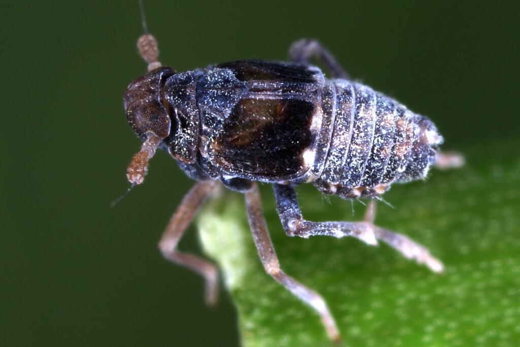 Quellspornzikade © Gernot Kunz Quellspornzikade