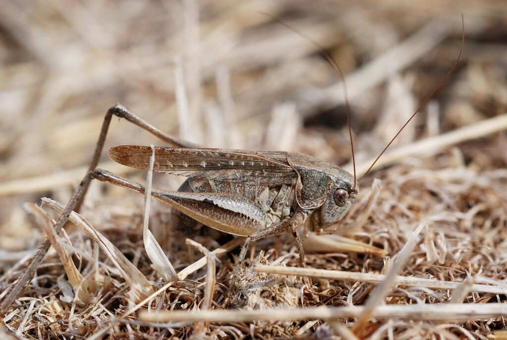 Graue Beissschrecke © Gilles San Martin, Platycleis grisea, CC BY-SA 2.0
Graue Beissschrecke