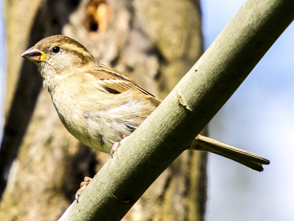 Haussperling, Weibchen © Kathy Büscher/pixabay (CC0) Haussperling, Weibchen