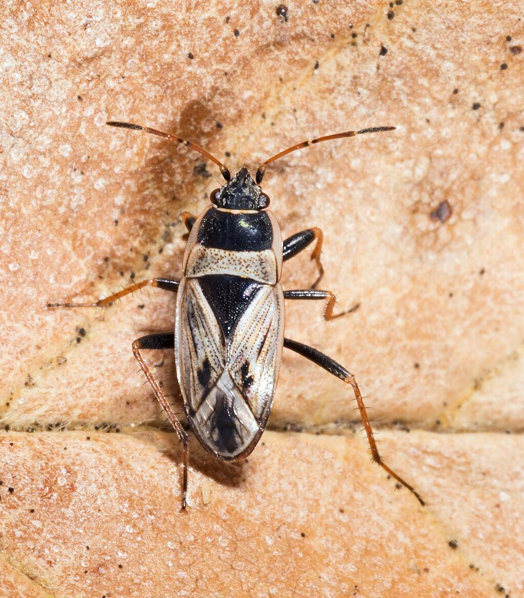 Xanthochilus quadratus © Didier Descouens, Xanthochilus quadratus MHNT Fronton France, CC BY-SA 4.0
Xanthochilus quadratus