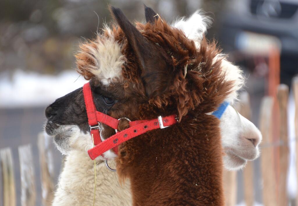 Alpaca © Innviertlerin / Pixabay Alpaca