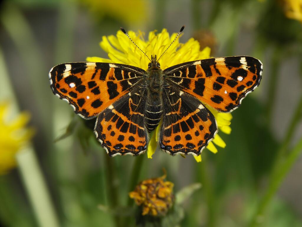 Landkärtchen im Frühling © Marion Jaros Landkärtchen