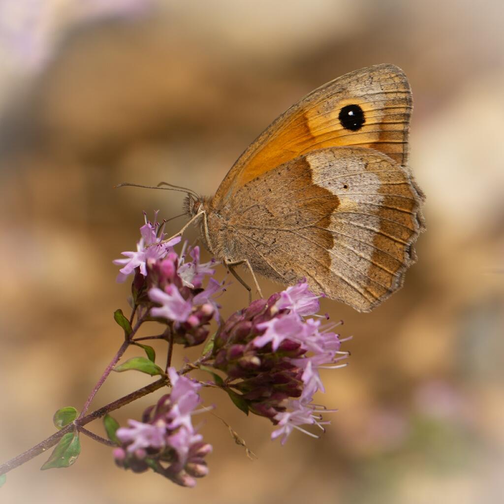 Großes Ochsenauge, häufigster Schmetterling 2020 © Dieter S. / schmetterlingsapp.at Häufigster Schmetterling 2020, Großes Ochsenauge