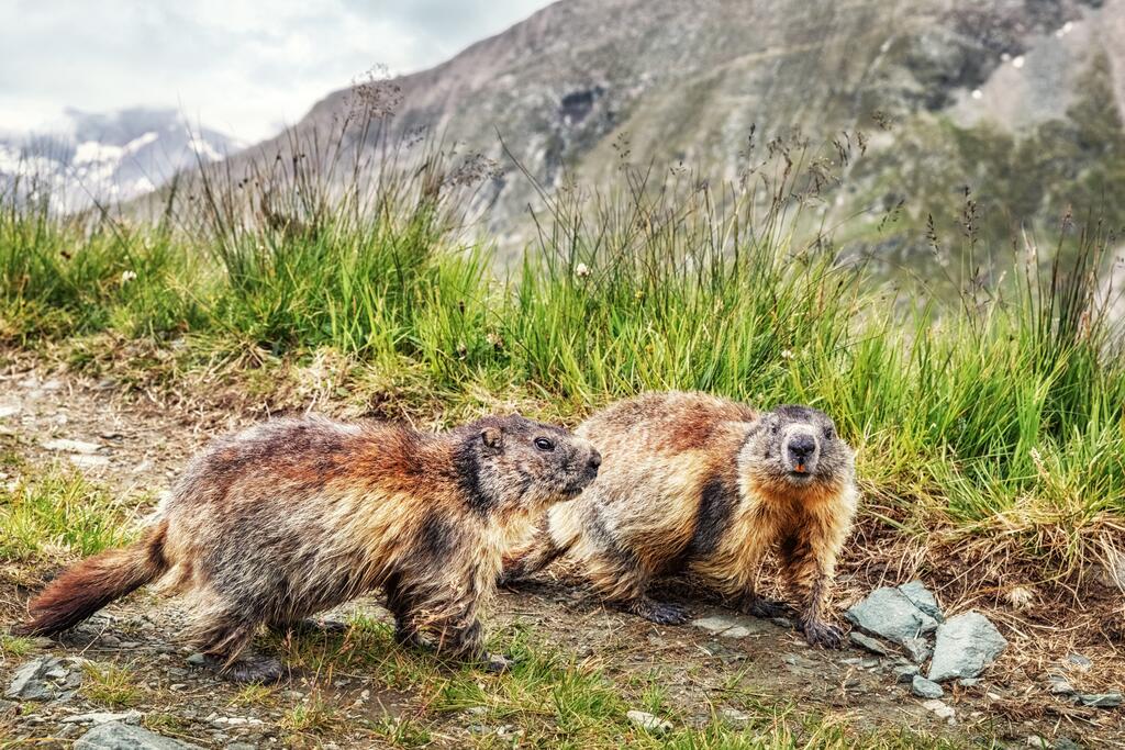 Murmeltiere bei der Kaiser-Franz-Josefs-Höhe © Ingo Bartussek / www.shutterstock.com Murmeltiere