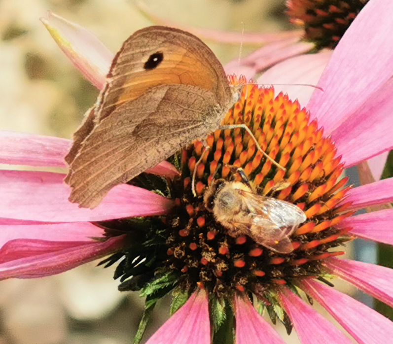 Ochsenauge und Biene auf Echinacea © Anna Rußwurm Ochsenauge und Biene