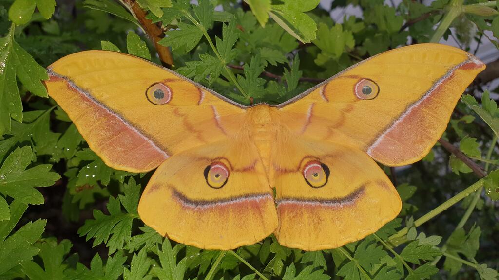 Japanischer Eichenseidenspinner © Marion Jaros Japanischer Eichenseidenspinner
