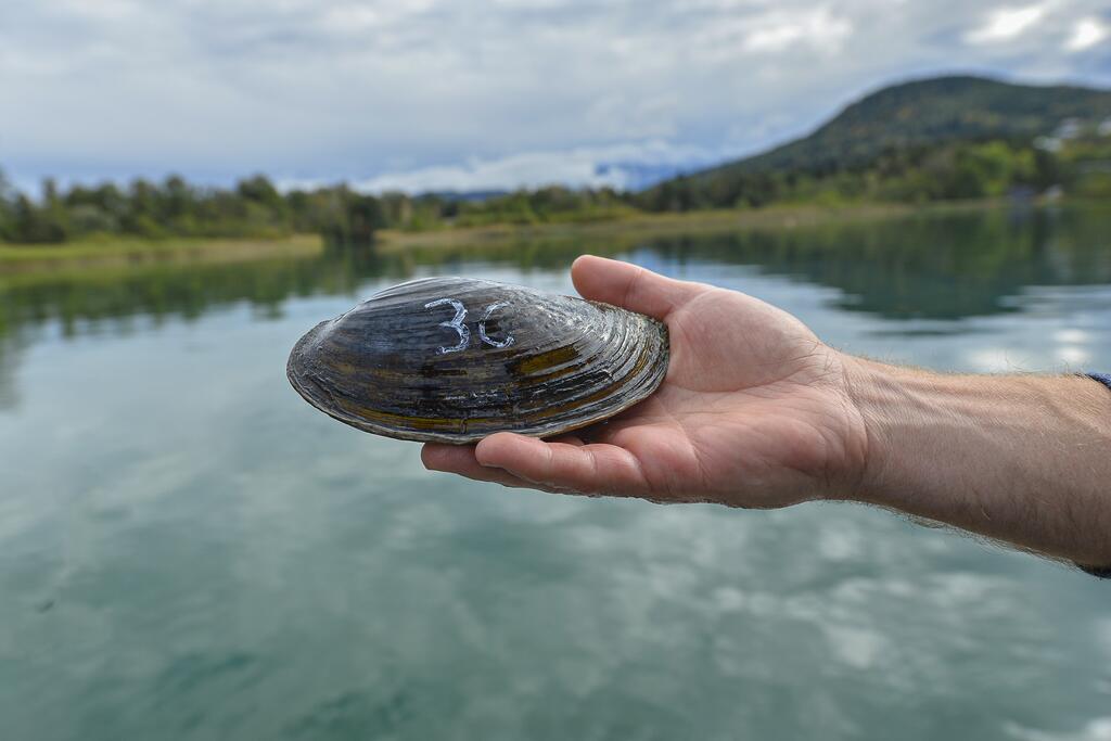 Teichmuschel, Projekt in Kärnten/Klagenfurt © Stadtpresse Klagenfurt/Helge Bauer Eine Person hält eine Teichmuschel in der Hand