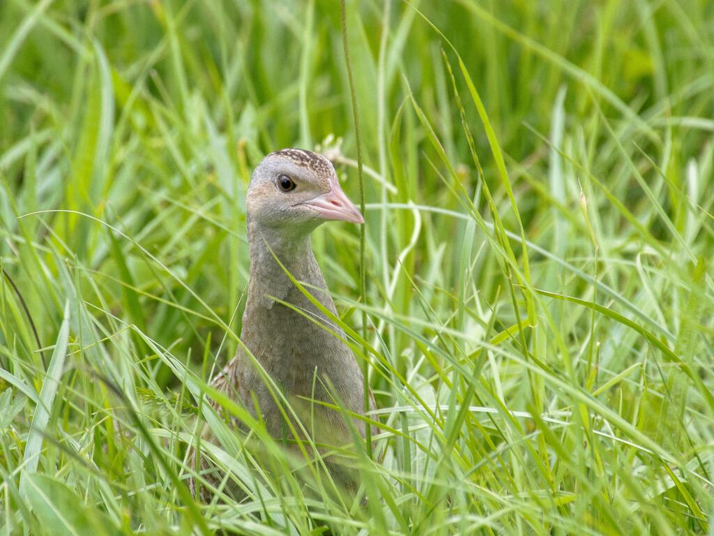 Wachtelkoenig, Projekt Steiermark/Ennstal © Kurt Krimberger Zu sehen ist ein Wachtelkönig im Gras