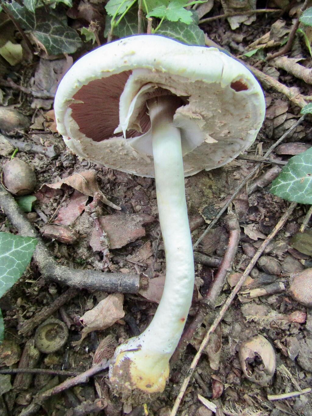 Karbol-Champignon liegend auf dem Boden, die rosa Lamellen auf der Hutunterseite sind sichtbar.