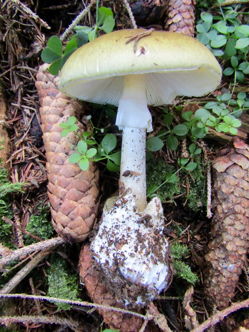 Grüner Knollenblätterpilz, geplückt, auf dem Waldboden zwischen Fichtenzapfen