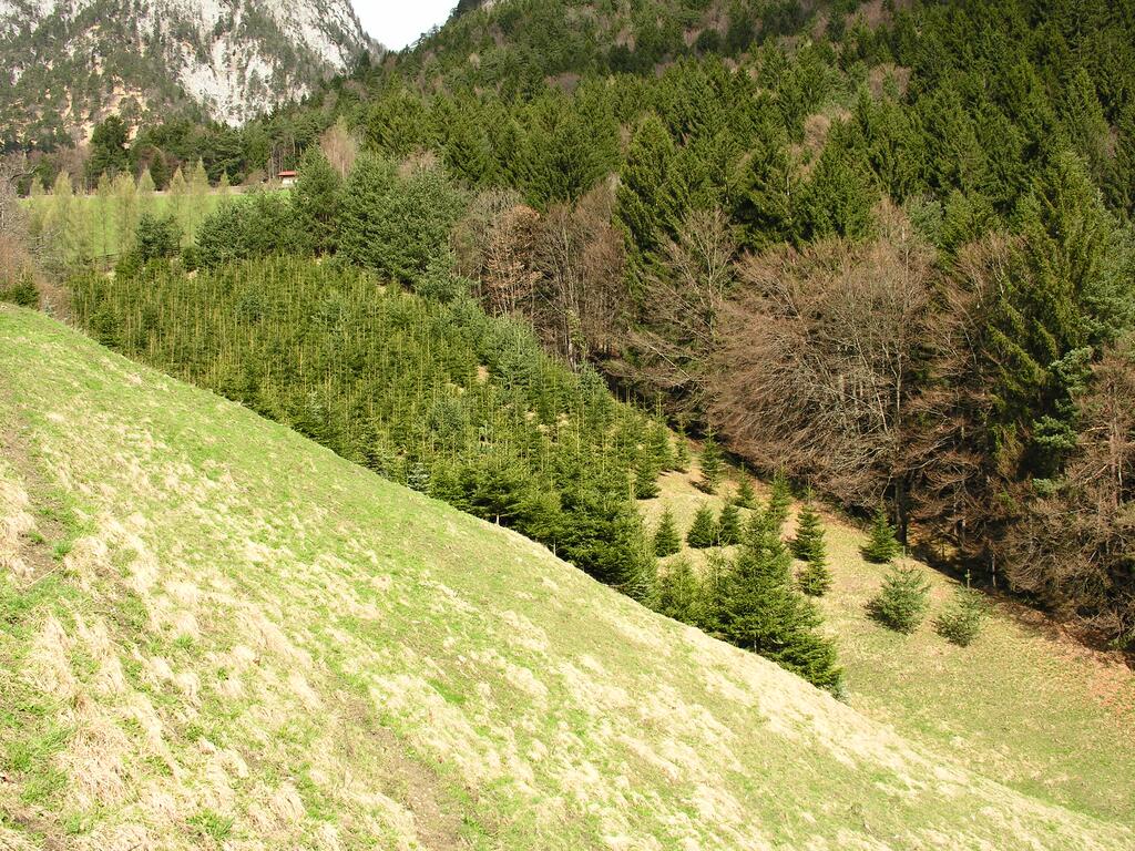 Aufforstung von Magerwiesen mit Fichten © Peter Huemer Aufforstung von Magerwiesen mit Fichten
