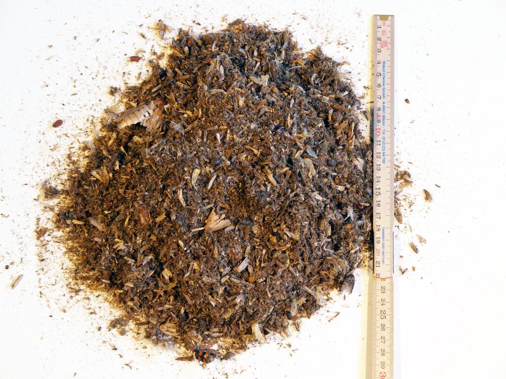 Angelockt, gefangen, verbrannt, Insekten als Opfer von Straßenlampen © Tiroler Landesmuseen/Stefan Heim Angelockt, gefangen, verbrannt, Opfer von Straßenlampen