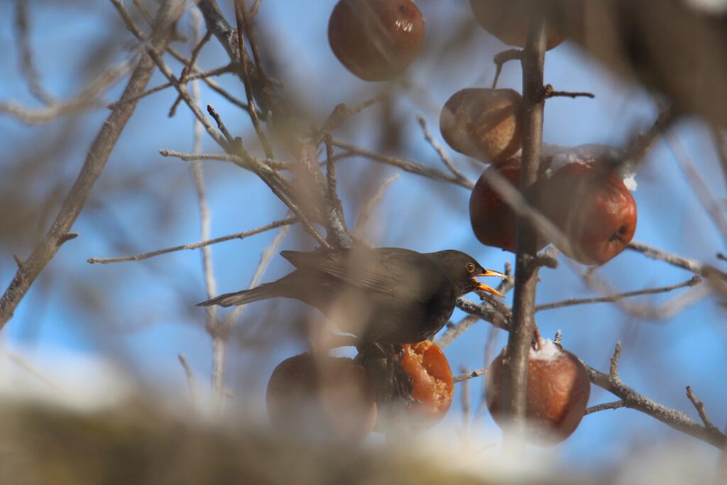 Amsel © Verena Brachmayer Amsel auf Apfelbaum