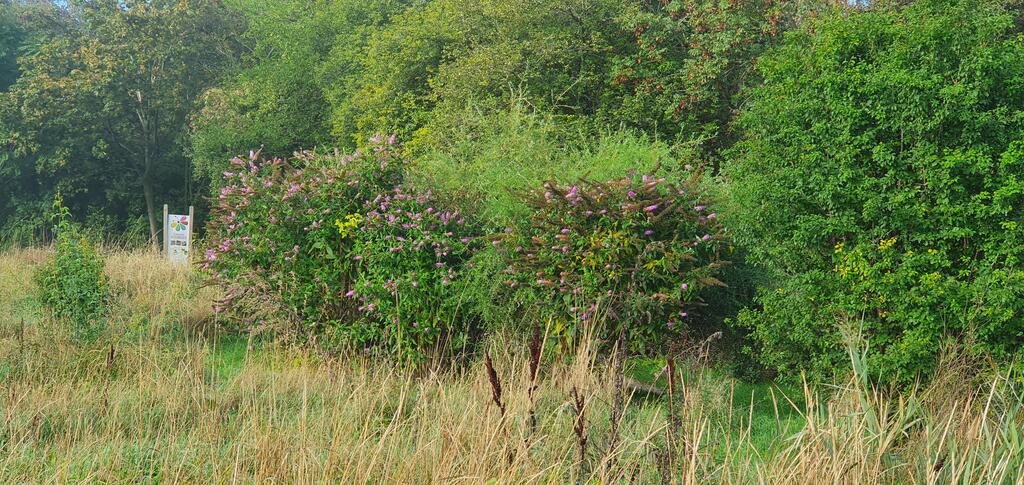 Buddleja auf der Schmetterlingswiese im Wiener Donaupark liefert auch dann noch Nektar, wenn in Dürreperioden ein Großteil der Wiese vertrocknet © Marion Jaros Buddleja im Donaupark