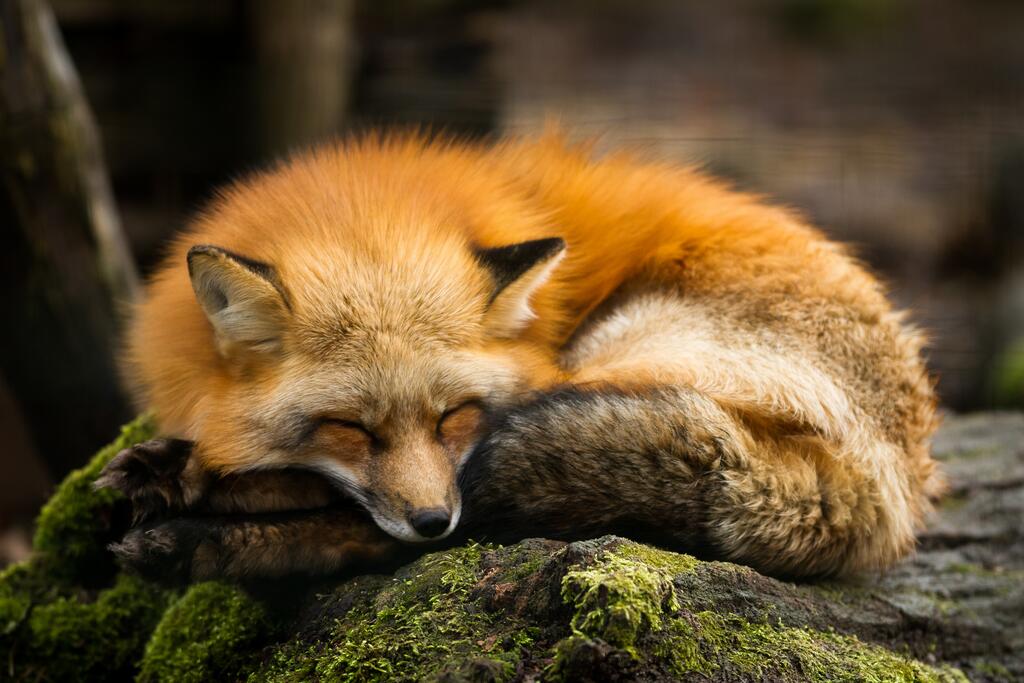 © Frenchwildlifephotograher / www.shutterstock.com Schlafender Fuchs