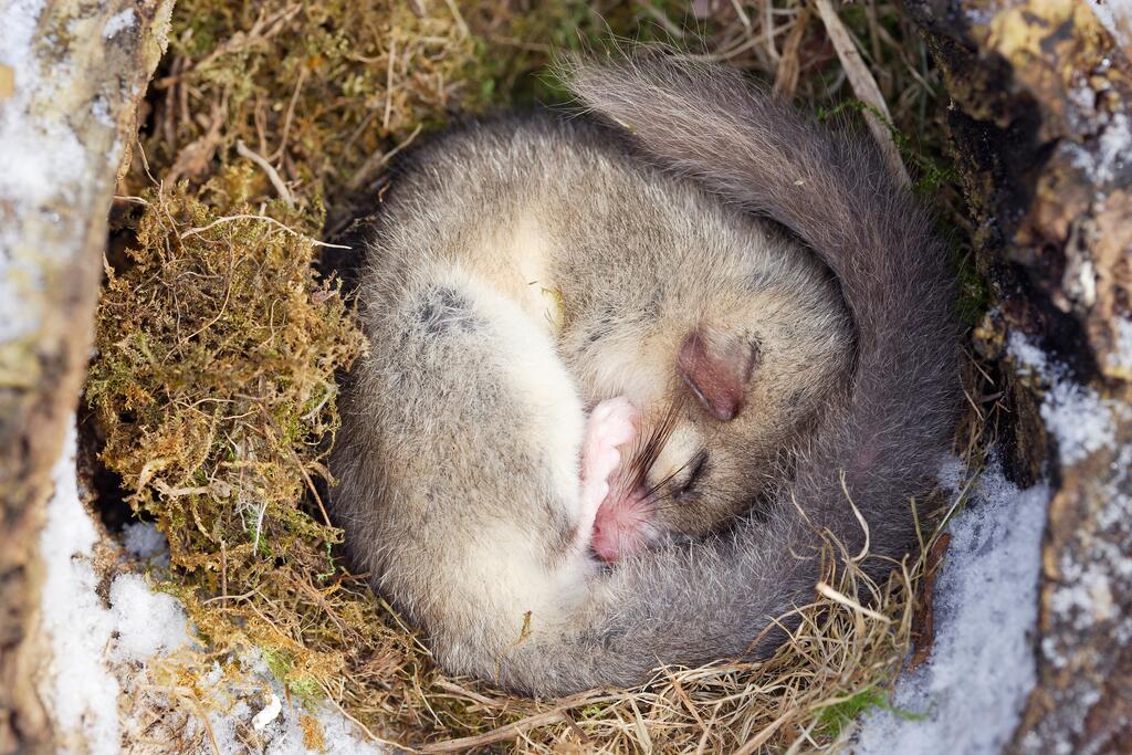 Siebenschläfer © COULANGES / www.shutterstock.com Schlafender Siebenschläfer