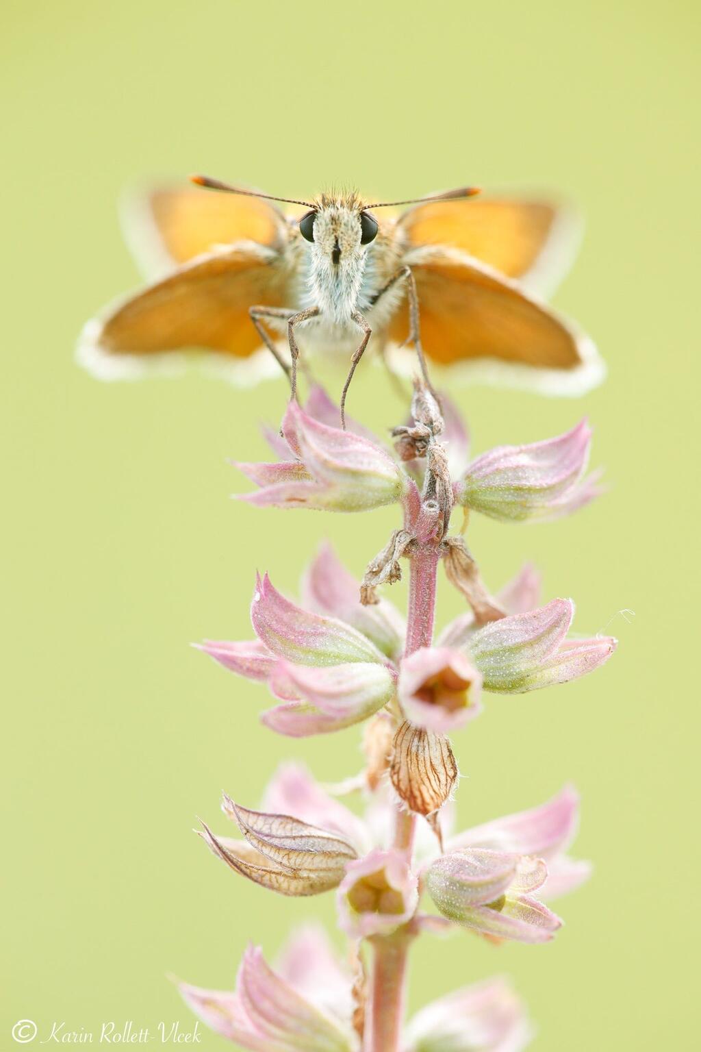 © © Schmetterlingsapp/Karin Rollett-Vlcek Braunkolbiger Braun-Dickkopffalter, ein orangener Schmetterling