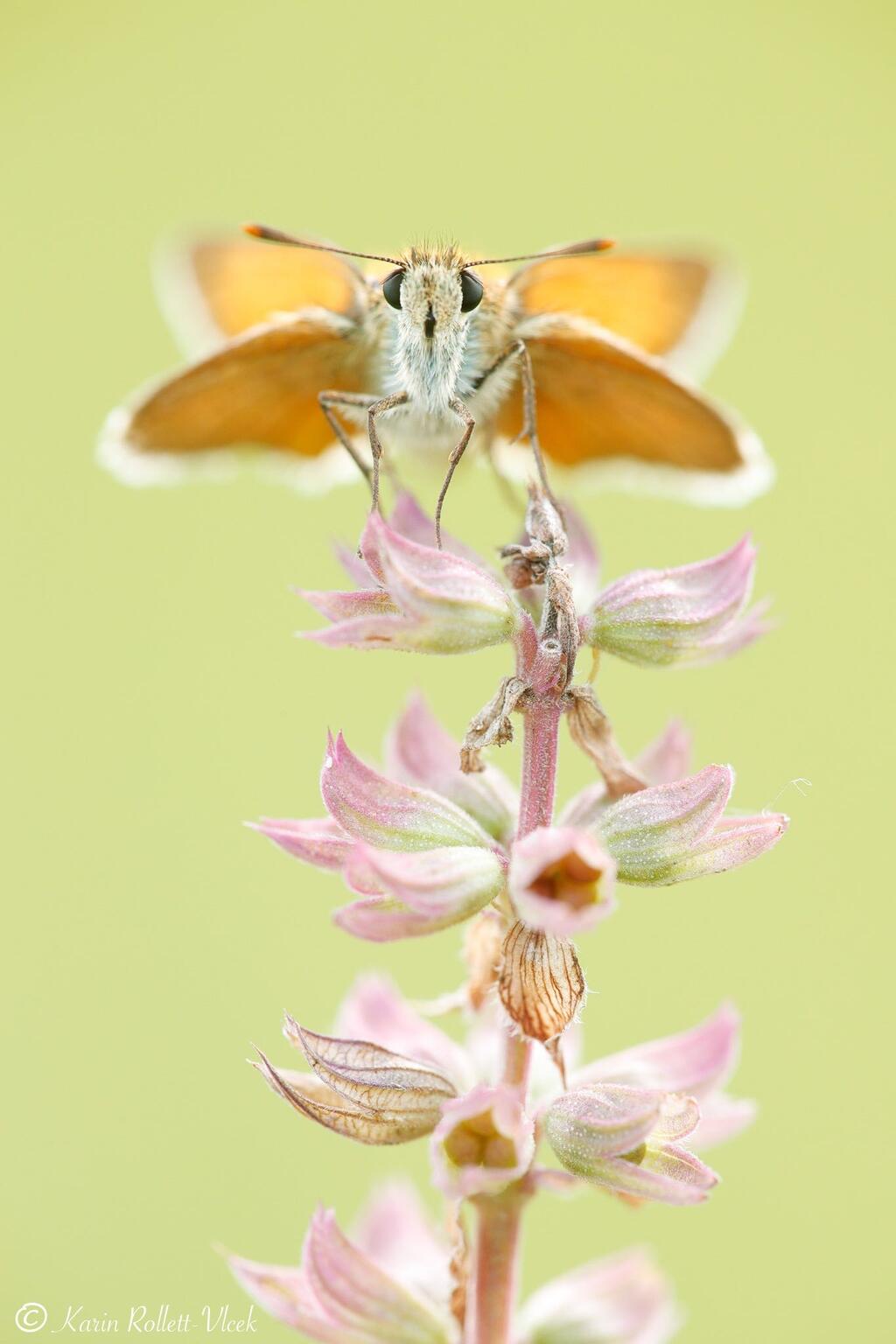 Braunkolbiger Braun-Dickkopffalter, ein orangener Schmetterling