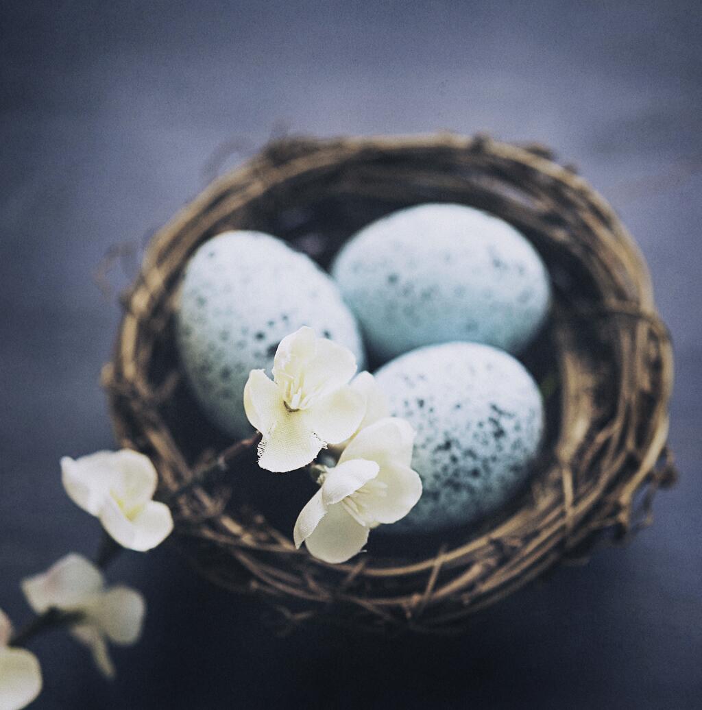 © CatLane / www.gettyimages.com Blaue Ostereier im Nest mit zarten Frühlingsblüten