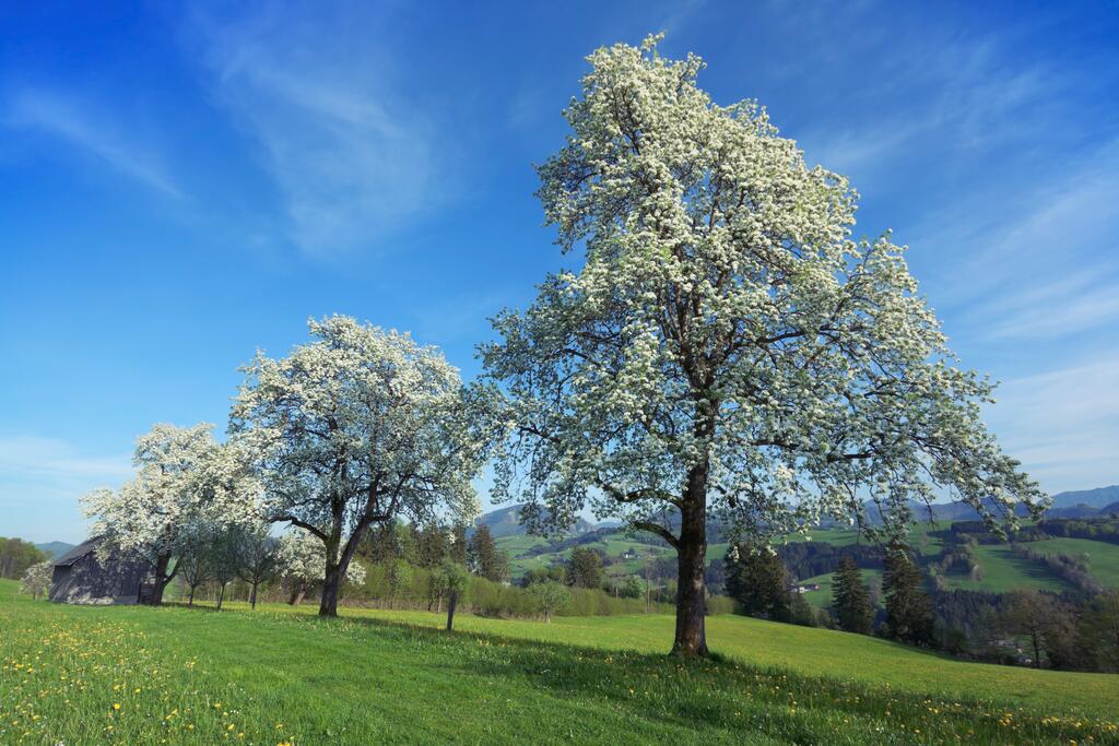 Birnbaumblüte im Mostviertel