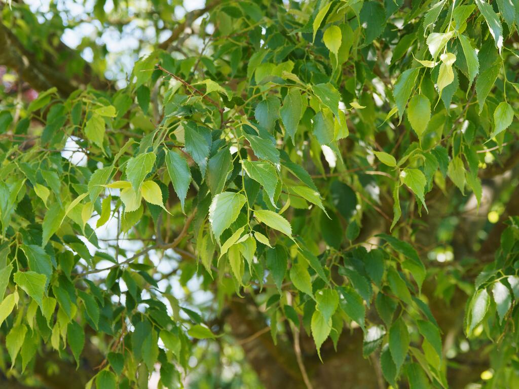 Zürgelbaum © Marc / www.adobestock.com Zürgelbaum