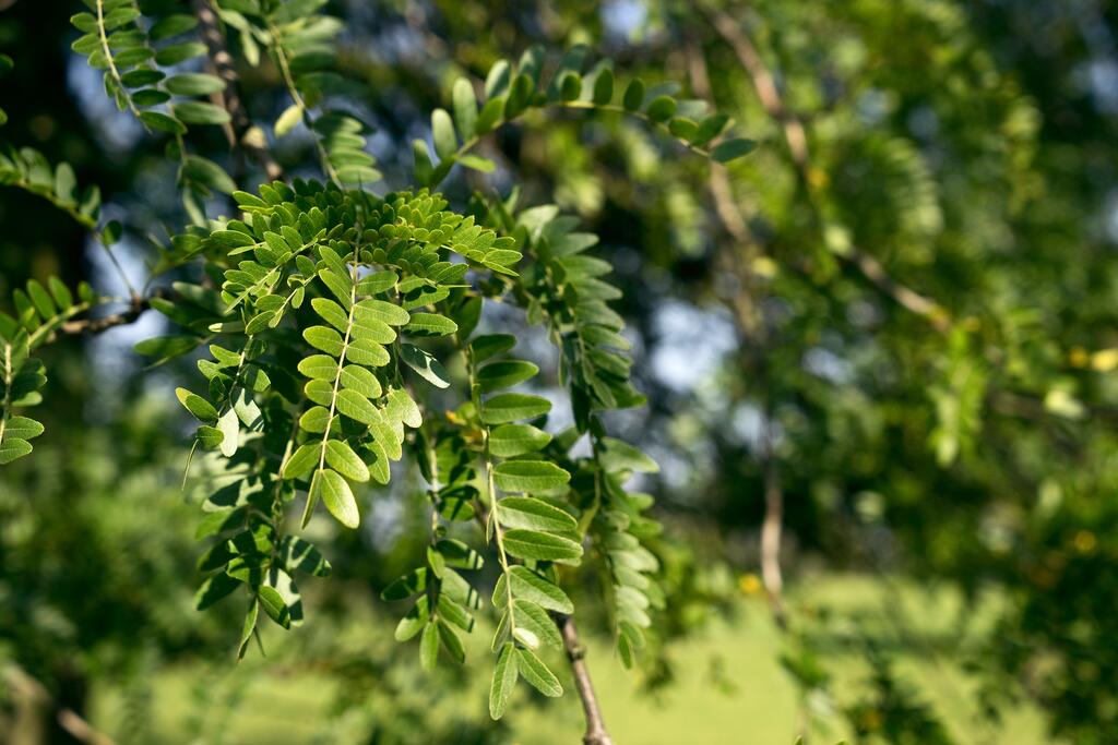 Lederhülsenbaum © Daelin / www.adobestock.com Lederhülsenbaum