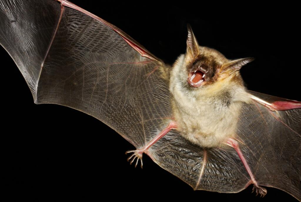 © Geza Farkas / www.shutterstock.com Fledermaus im Flog