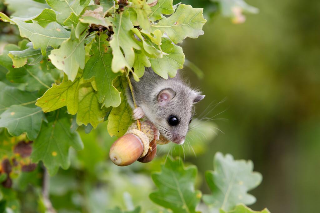 Siebenschläfer © COULANGES / www.shutterstock.com Siebenschläfer