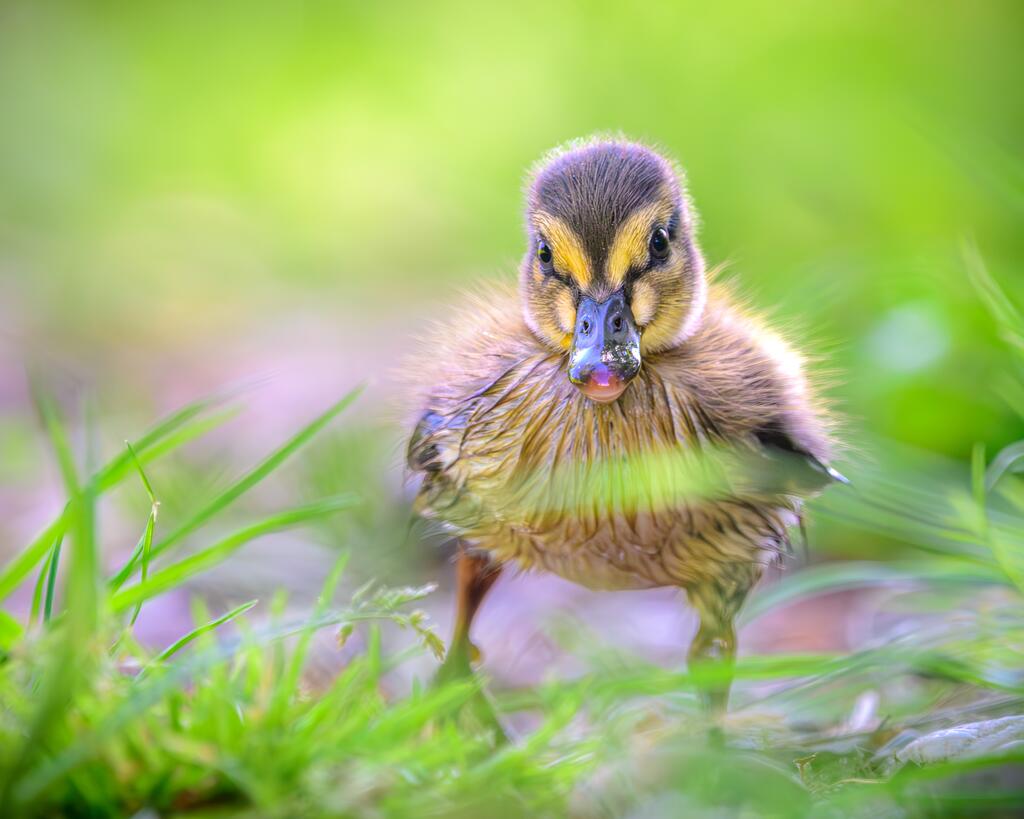 © Stephan Sprinz, Küken der Stockente 01, CC BY 4.0
Küken der Stock-Ente