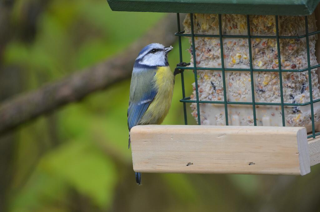 Blaumeise an Futterstand 