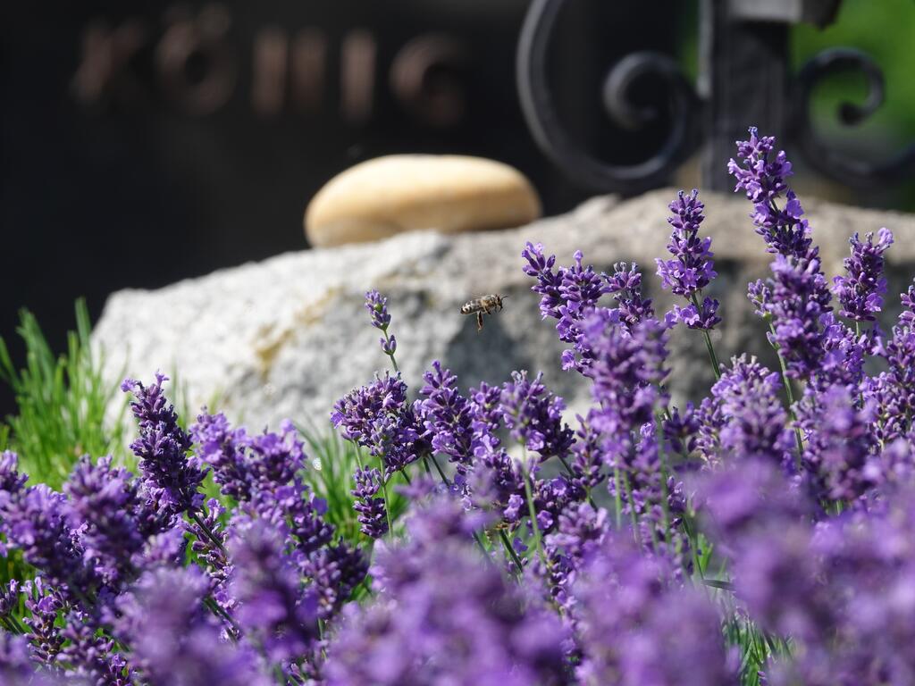 Honigbiene auf lavendel am Friedhof