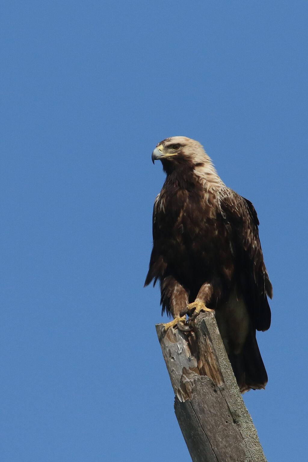 Kaiseradler