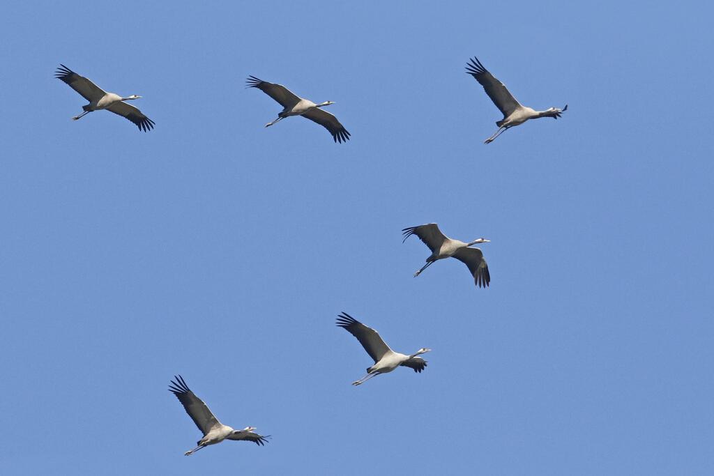 Kraniche fliegen in V Formation 