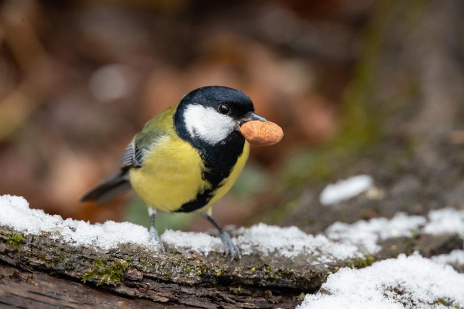 Kohlmeise im Schnee