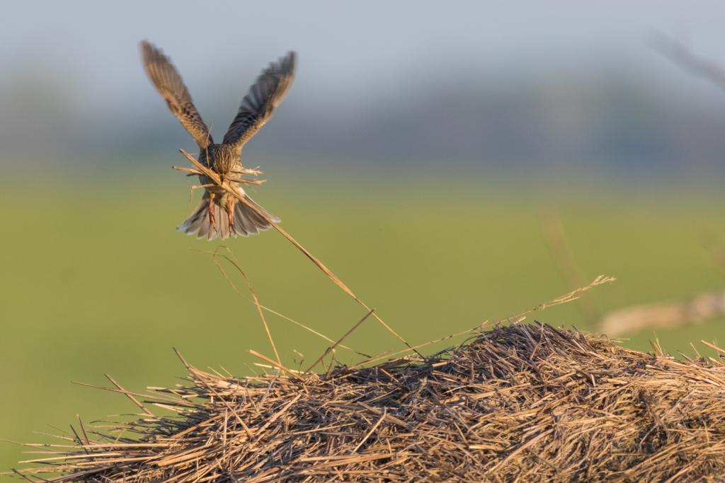 Grauammer beim Nestbau