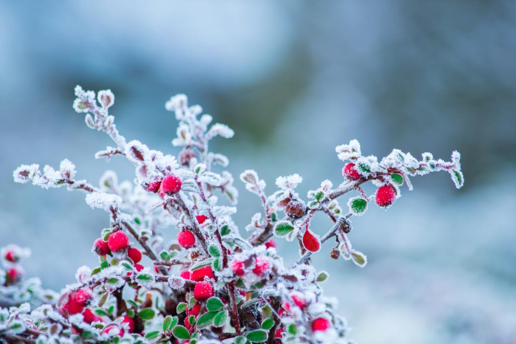 Beeren im winter