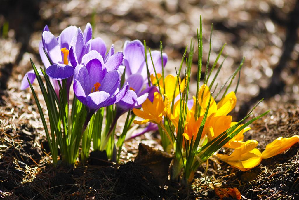 © Filip Fuxa / www.shutterstock.com Krokus